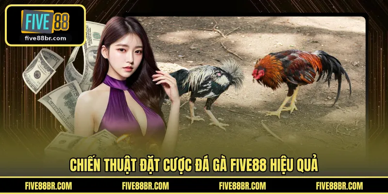 Chiến thuật đặt cược đá gà FIVE88 hiệu quả